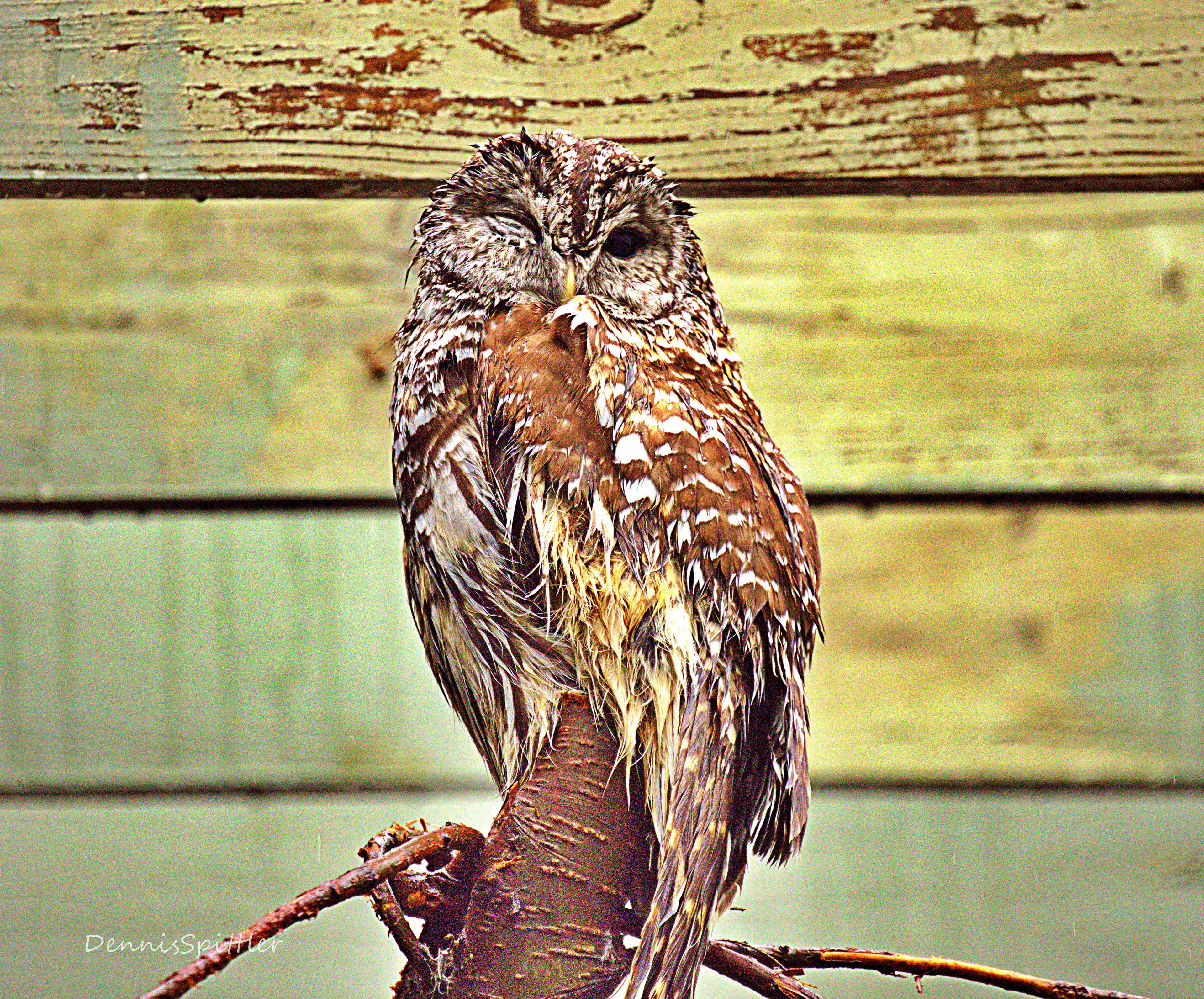 AMAZING WILDLOFE AND OUTDOOR PHOTOS