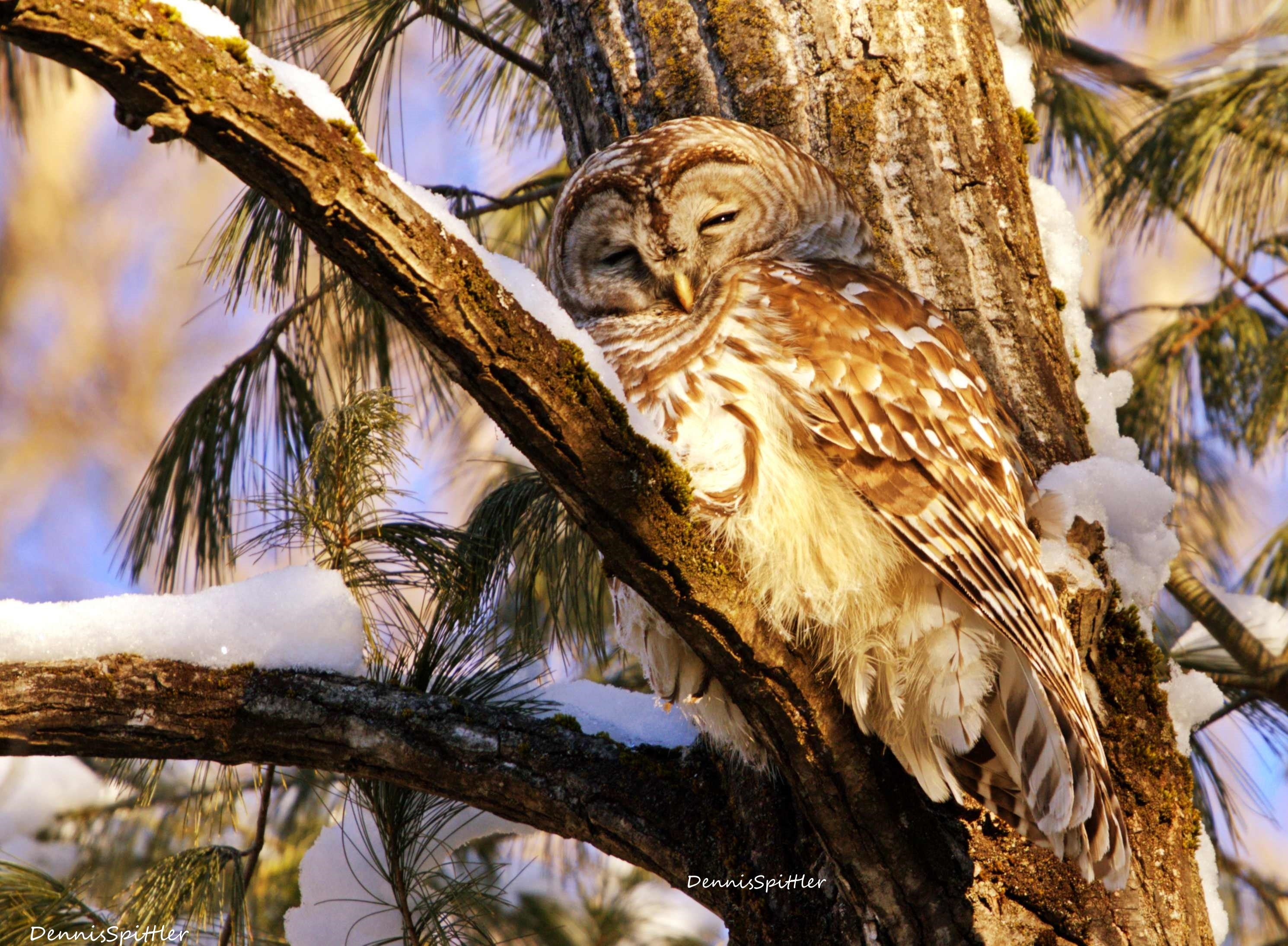 AMAZING WILDLOFE AND OUTDOOR PHOTOS
