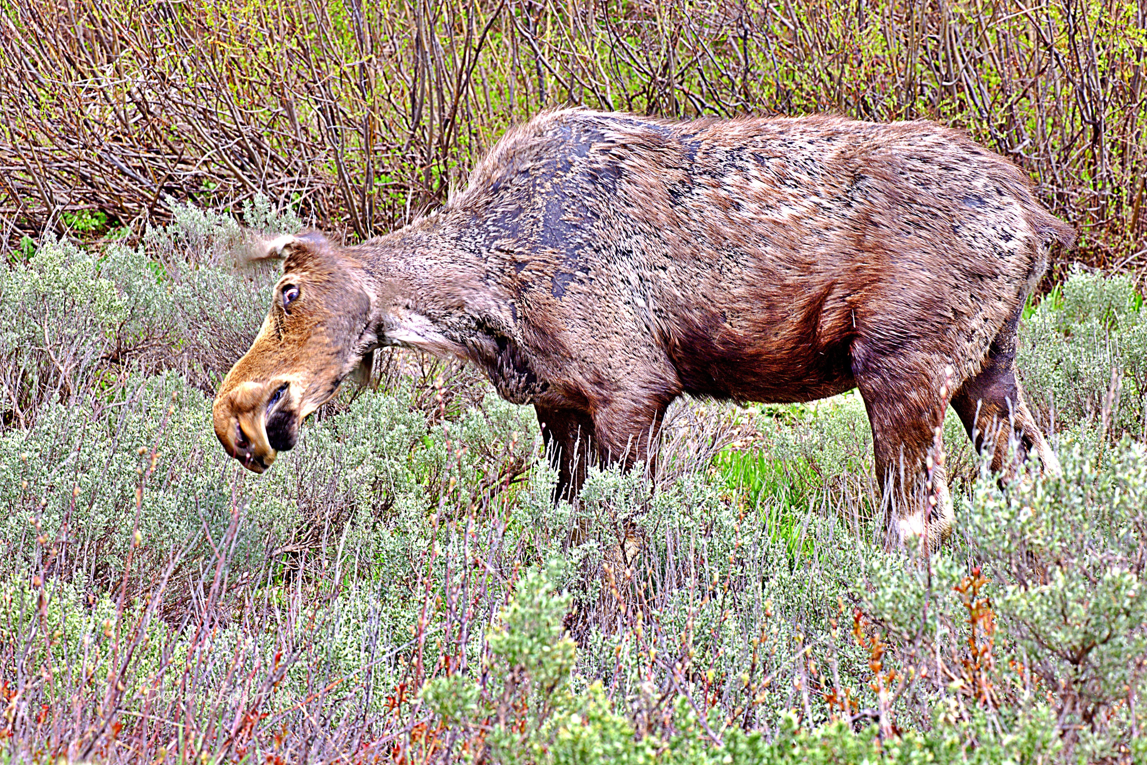 Beautiful Self Taken Photography of all kinds of WILDLIFE