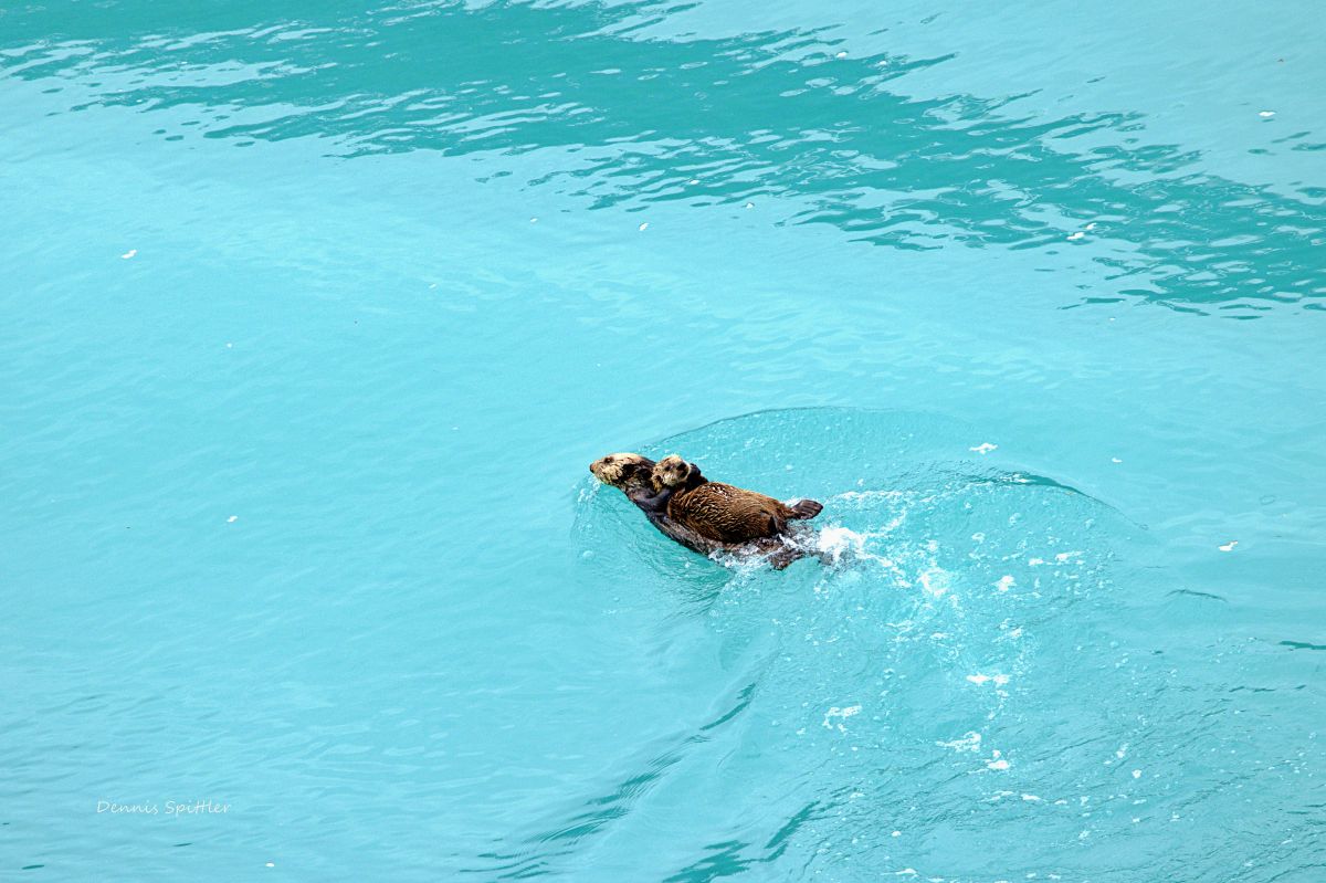 Liquid Turquoise — Sea Otter in the Alaskan Waters | Fine Art Wildlife Photography Print