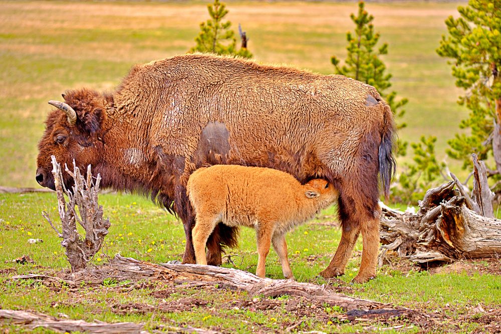 Mother Bison and Calf Photography Print - Yellowstone Wildlife Art