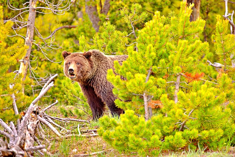 Brown Bear Photography Print - Yellowstone Wildlife Art