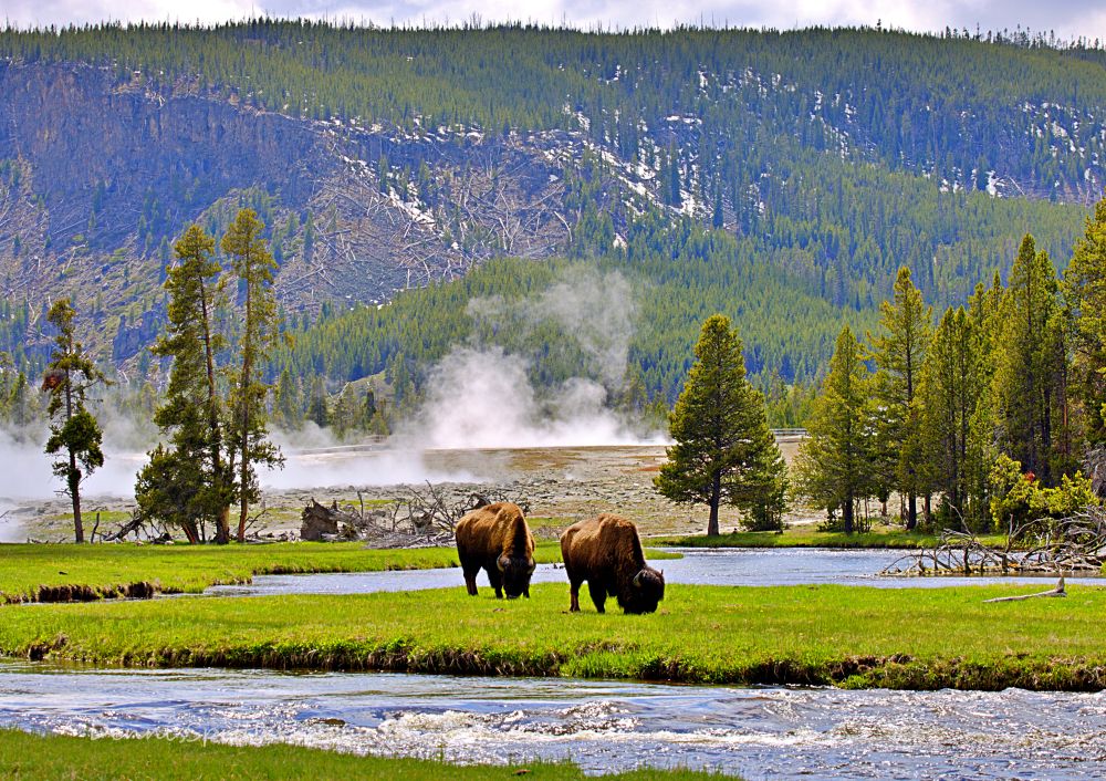 Wild & Unhurried — Two Bison Grazing in Yellowstone Print