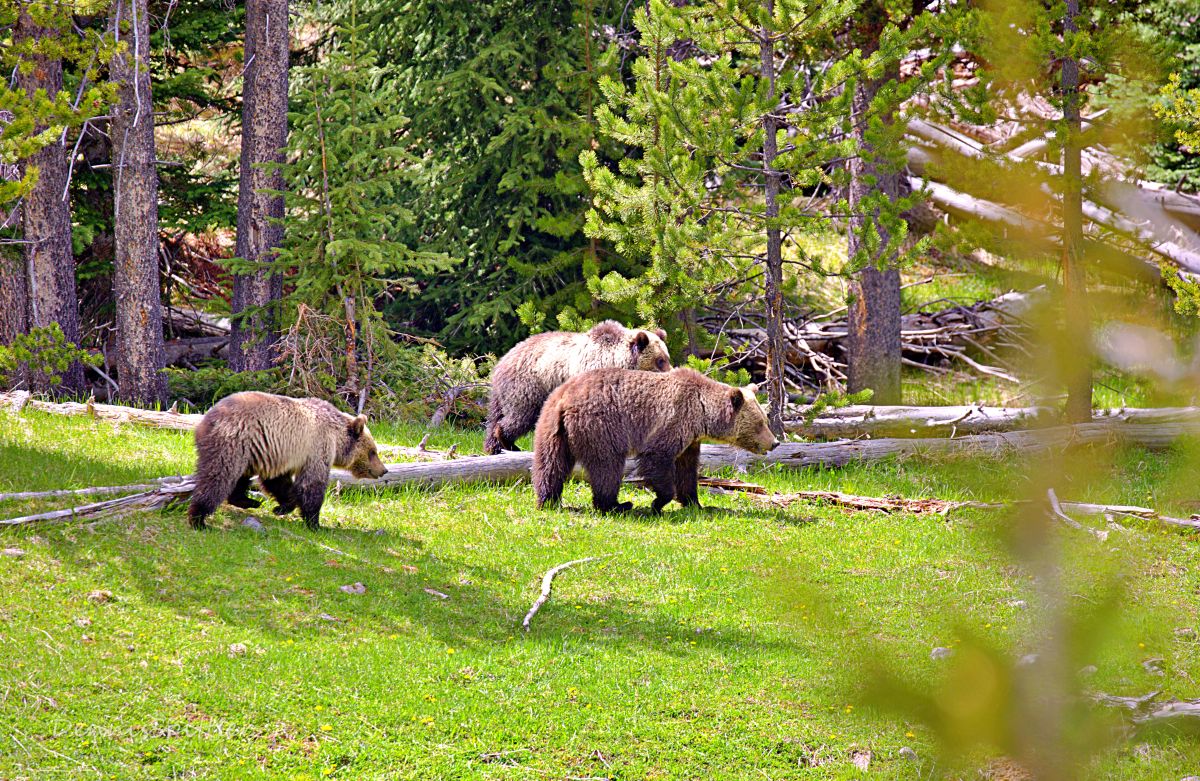 Family First — Grizzly Bear Family in the Yellowstone Wilderness | Fine Art Wildlife Photography Print