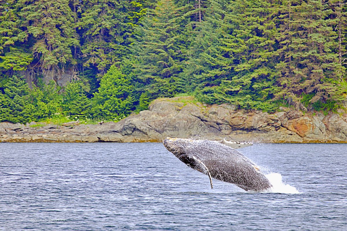 The Breach — Humpback Whale | Alaska Wildlife Fine Art Photography Print