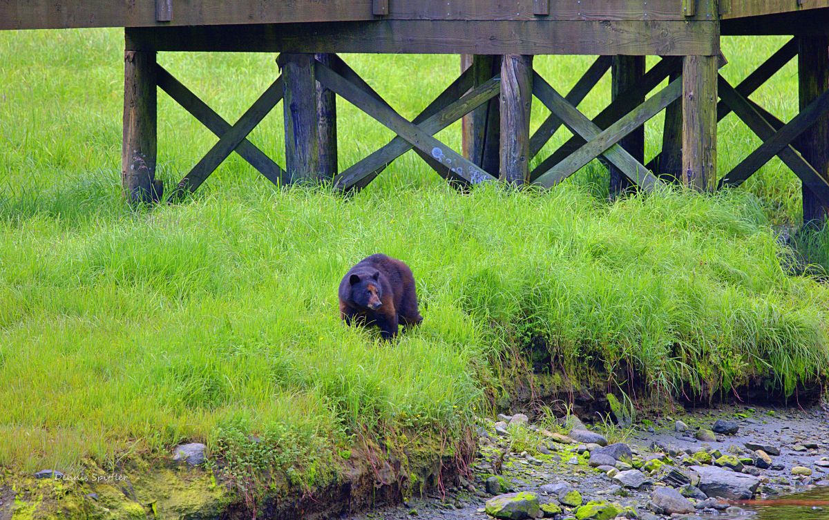 Under the Dock — Brown Bear in the Alaskan Grass | Fine Art Wildlife Photography Print