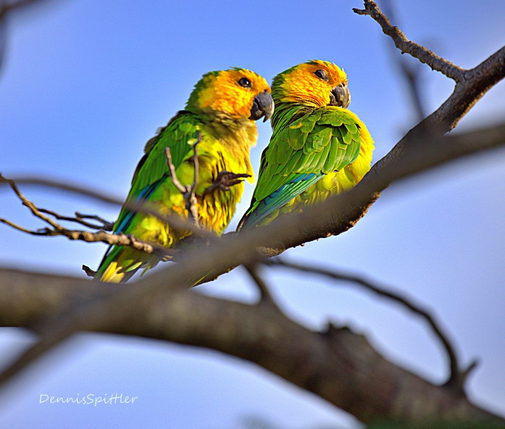 Brown-throated Parakeets — Bonaire Caribbean Bird Photography Print