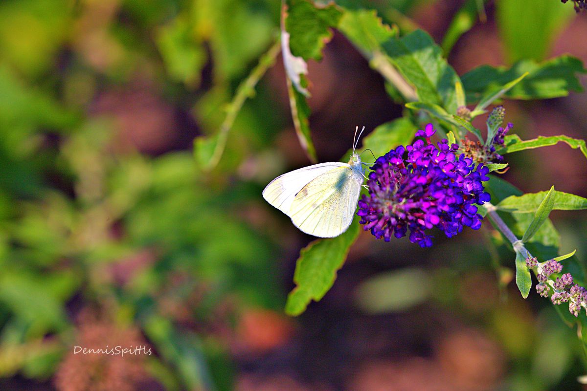 Purple Flower & White Butterfly Fine Art Photography Print