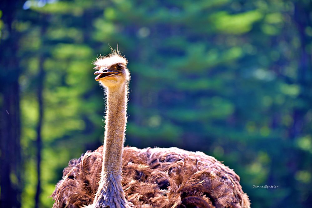 Ostrich Portrait Photography Print — Wildlife Wall Art