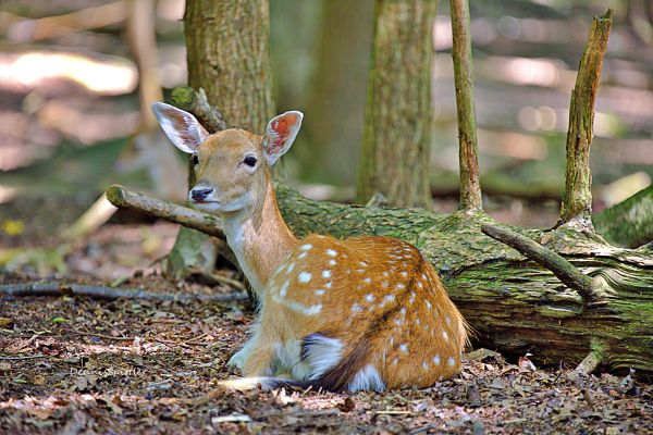 Baby Fawn Photography Print - Adorable Wildlife Wall Art