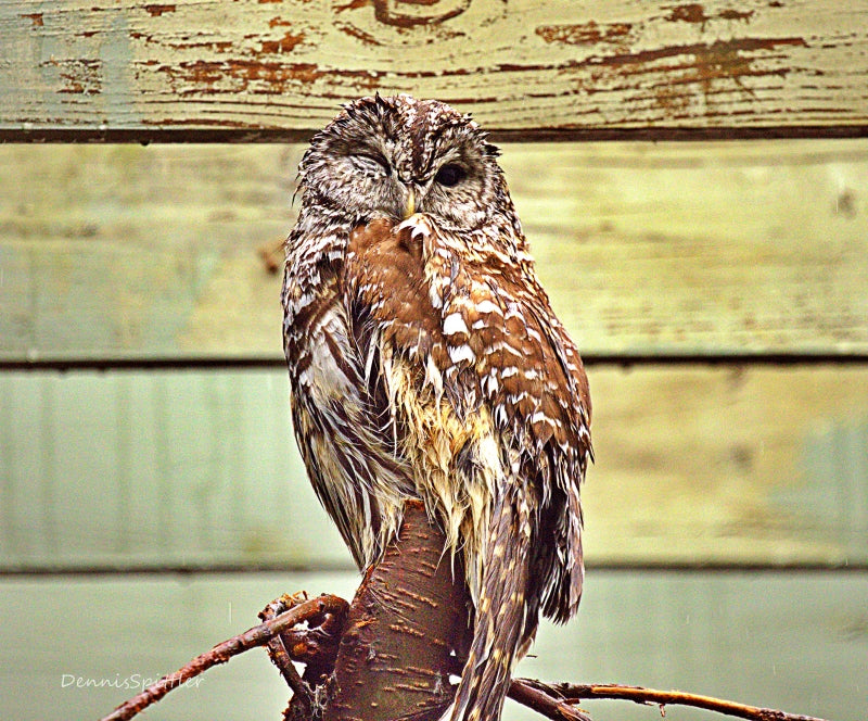 Screech Owl Photography Print - Wildlife Wall Art