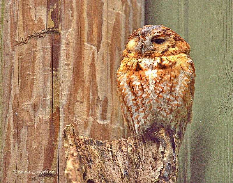 Hawk Photography Print - Wildlife Wall Art