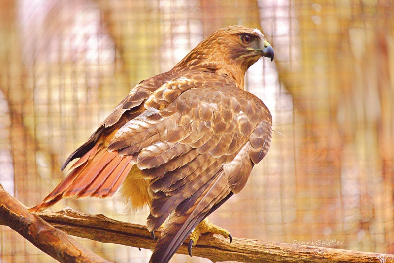 Hawk Photography Print - Wildlife Wall Art