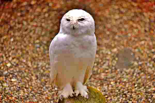 Wildlife Photography Prints Collection - Nature Wall Art