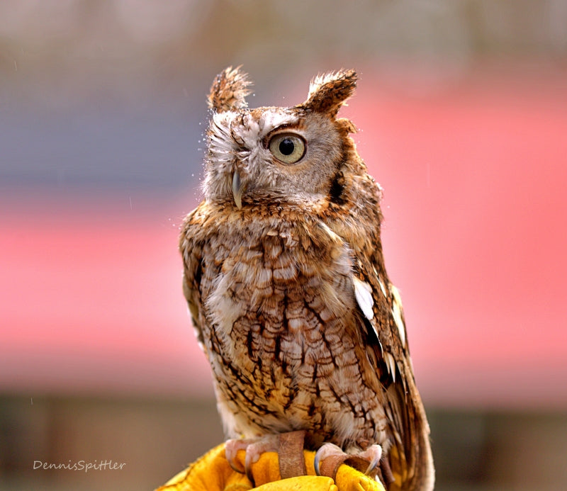 Hawk Photography Print - Wildlife Wall Art
