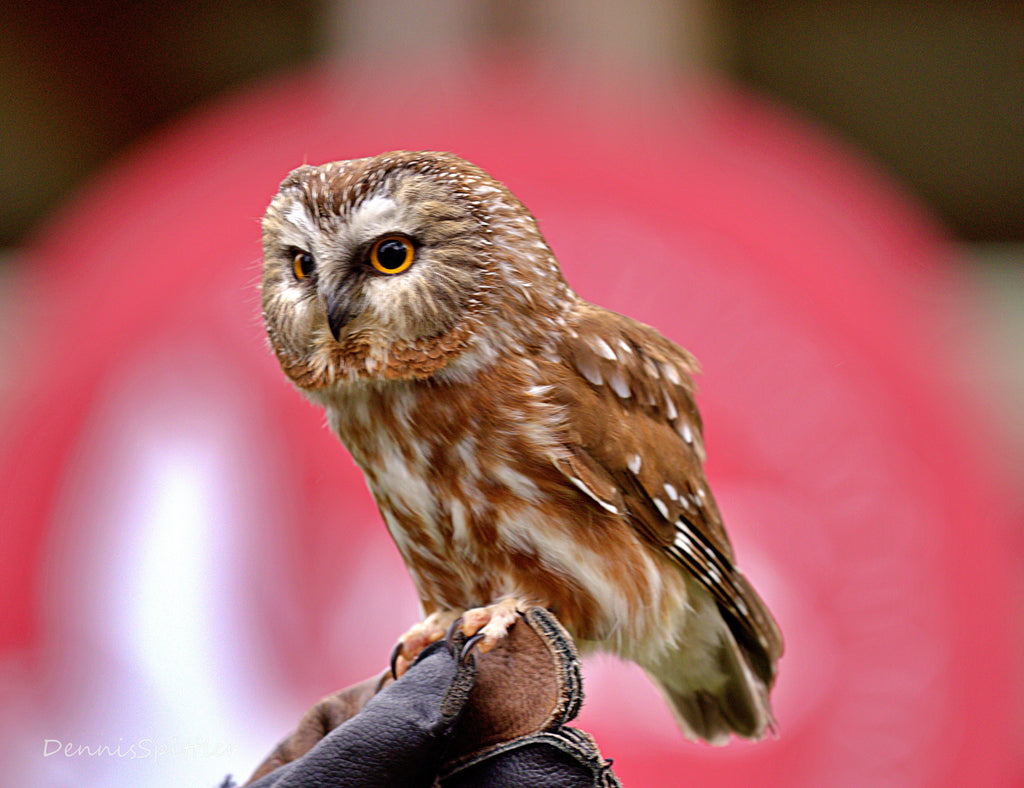 Screech Owl Photography Print - Wildlife Wall Art