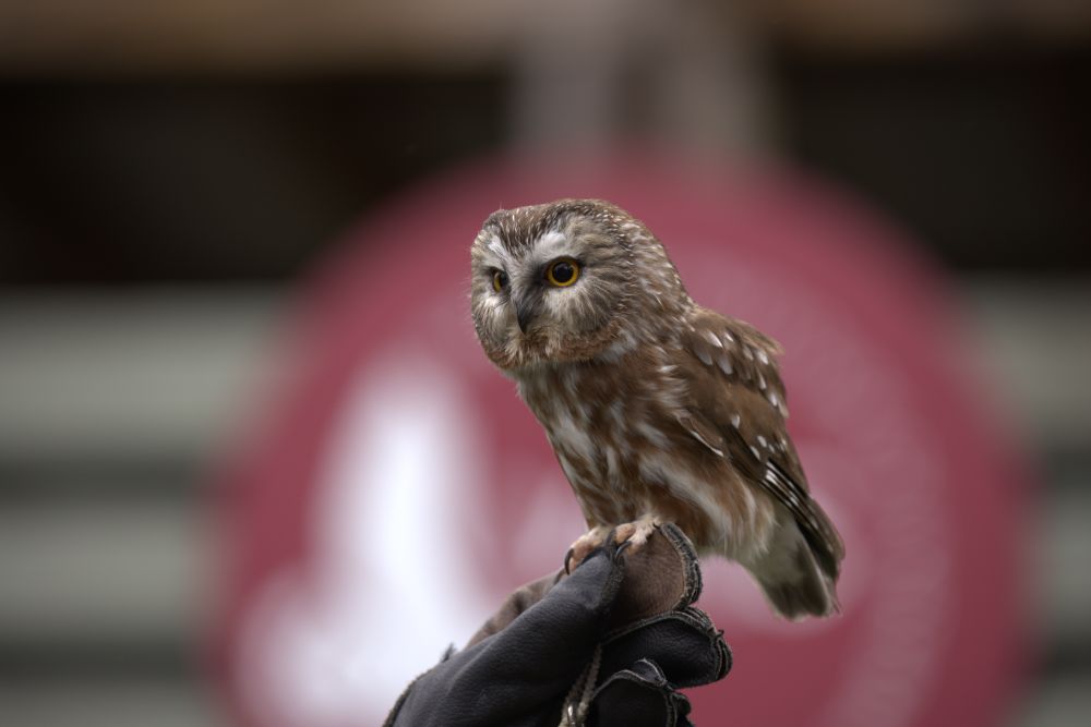 Screech Owl Photography Print - Female Owl Portrait | Wildlife Wall Art