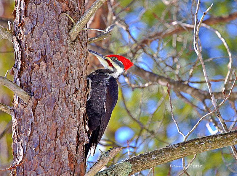 "Red-Headed Woodpecker Photography Print - Wildlife Bird Art"