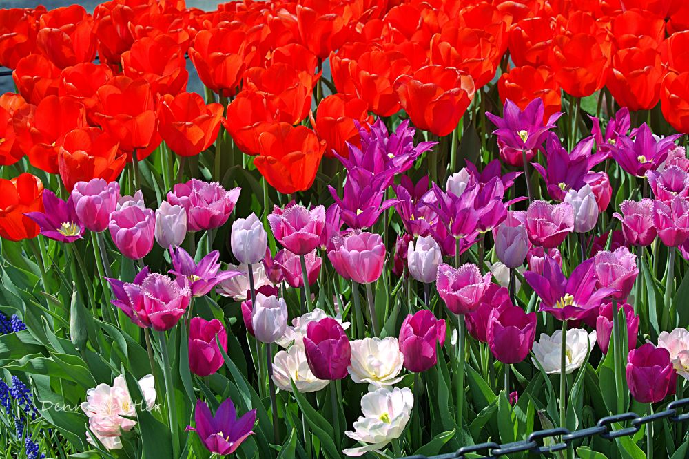 Red & Purple Tulips Photography Print - Spring Floral Wall Art