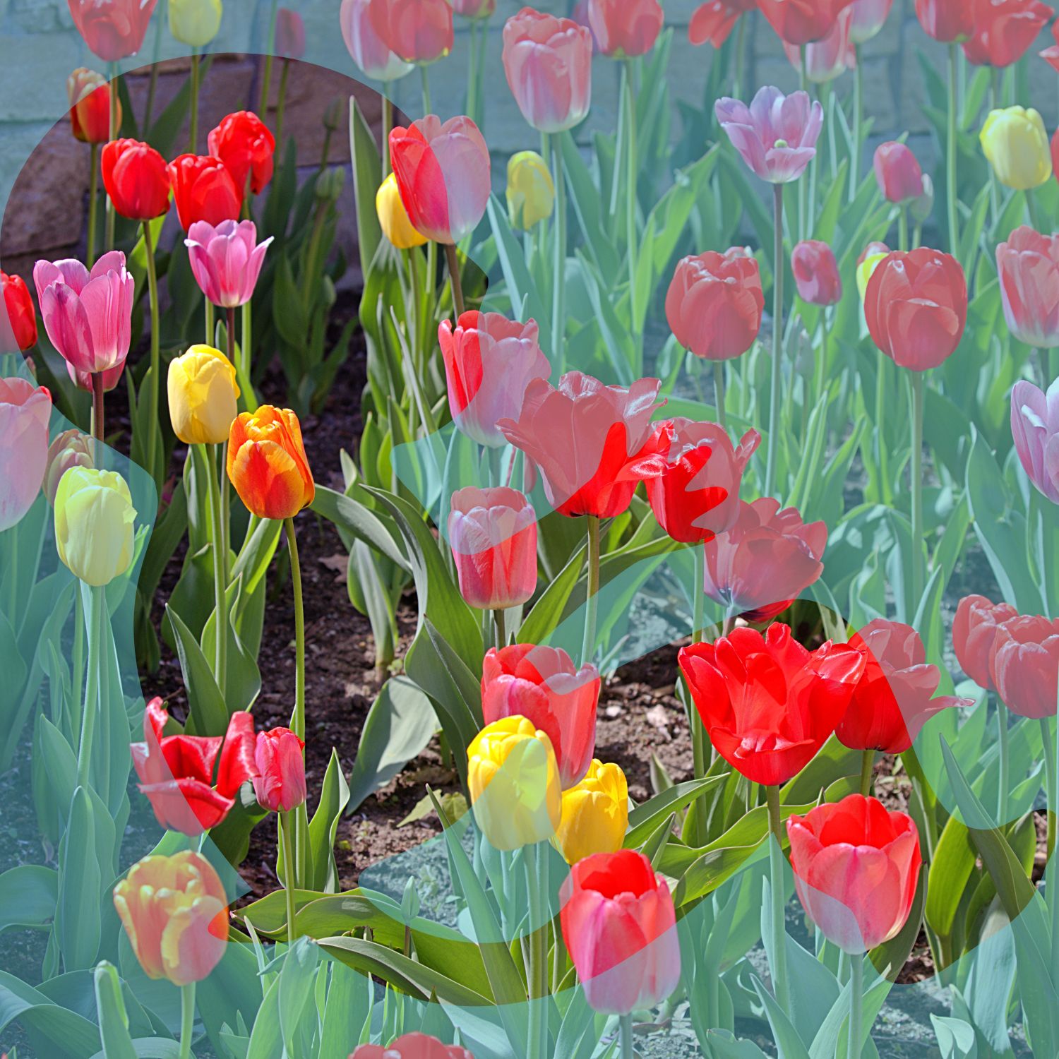 Baby Boy Silhouette in Spring Tulips — Fine Art Photography Print