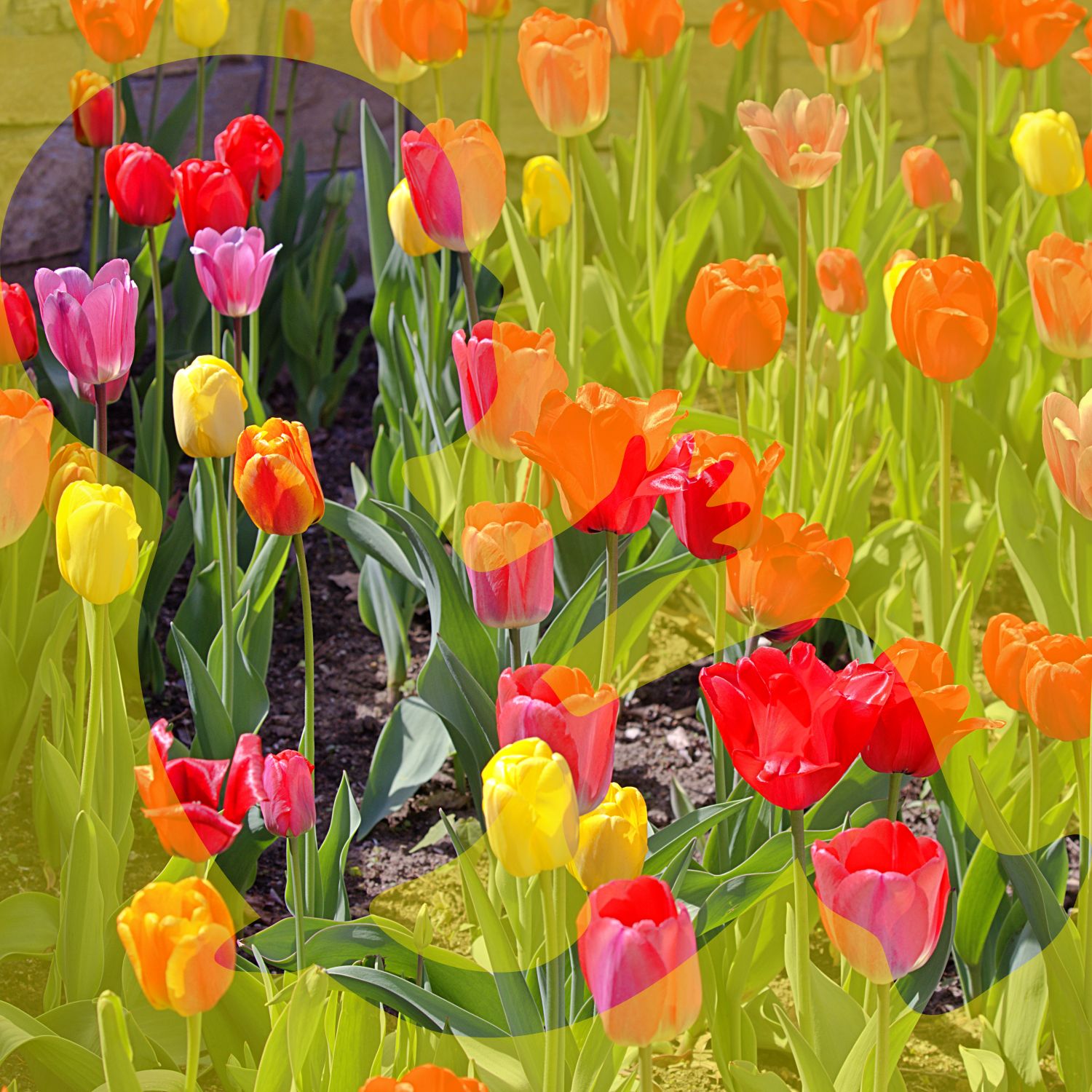 Baby Girl Silhouette in Spring Tulips — Fine Art Photography Print