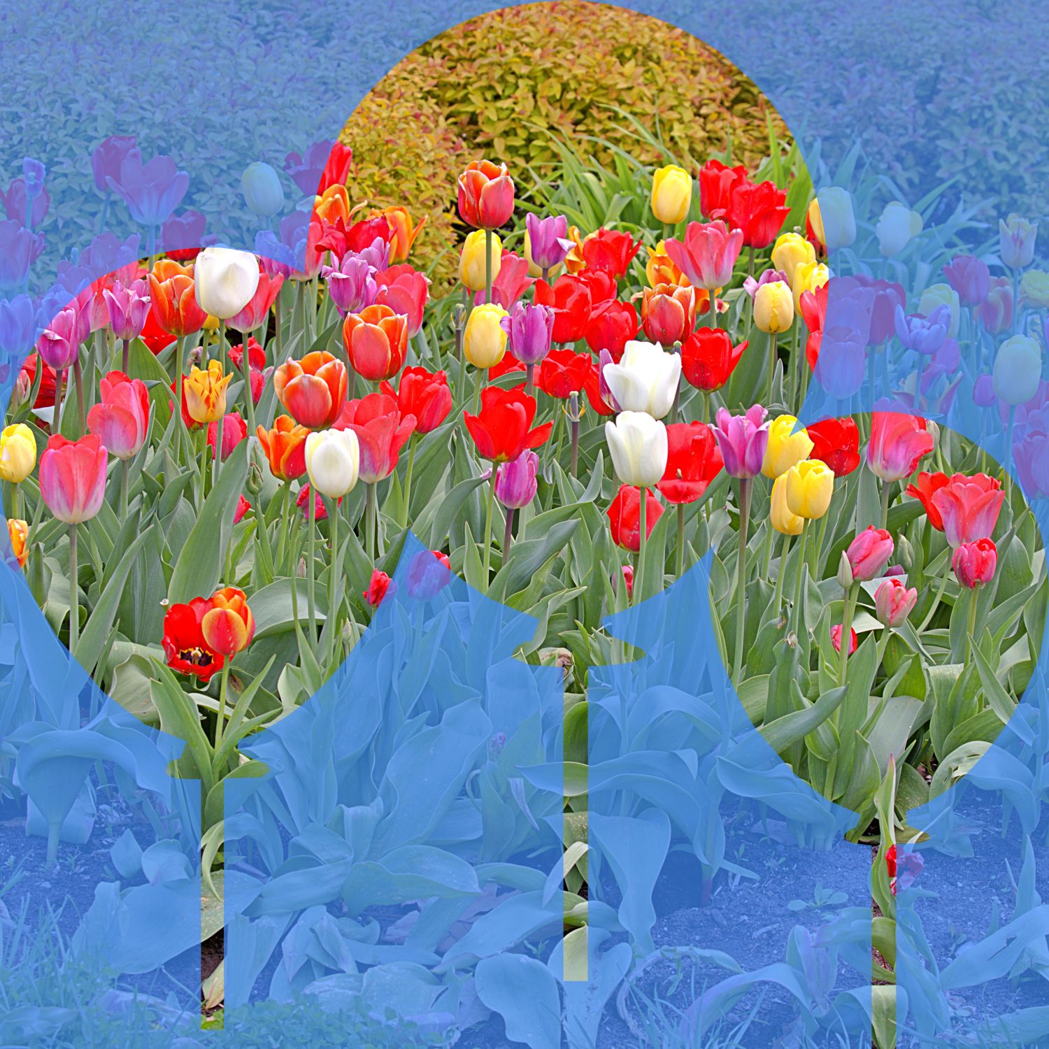 Two Hearts & A Circle — Family Love in Spring Tulips | Fine Art Photography Print