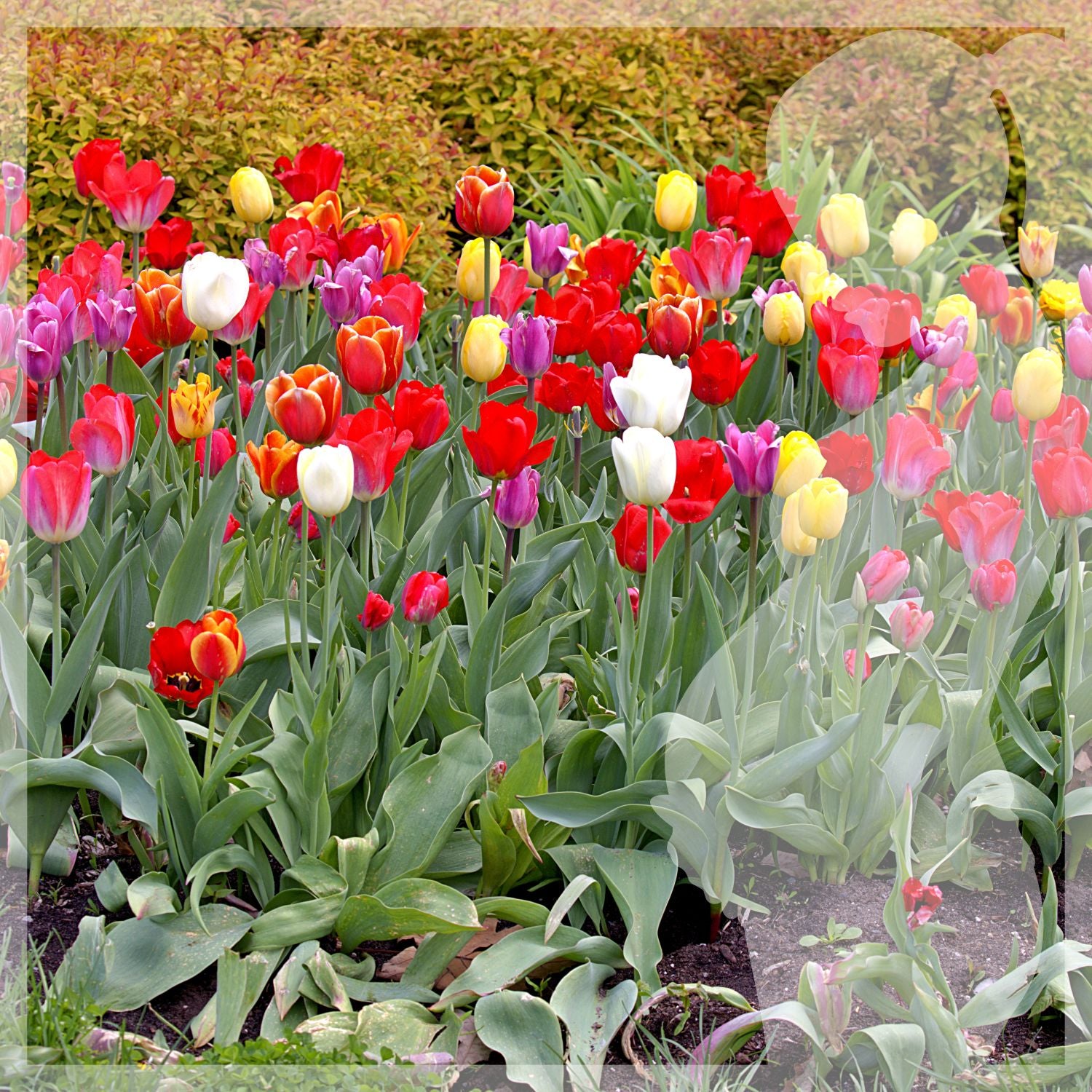 A Mother's Garden — The Gift From God | Fine Art Photography Print