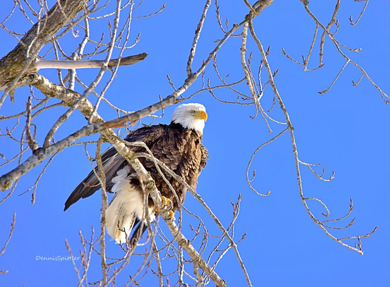 Bald Eagle Perched in Tree Photography Print - American Wildlife Fine Art