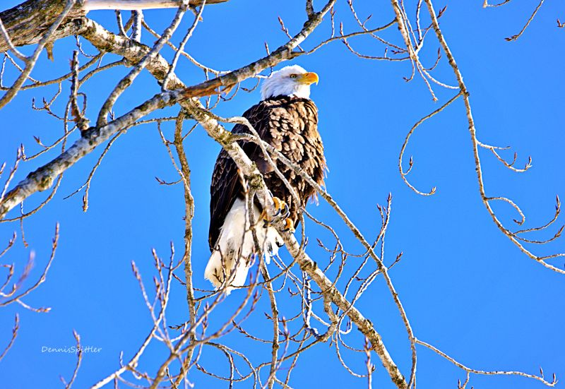 Bald Eagle Photography Print - Majestic Wildlife Art