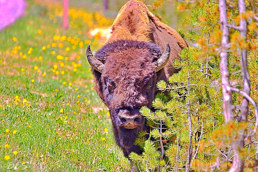 Bison grazing in the high grass just enjoying themselves