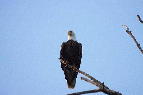 WILD LIFE PHOTOS