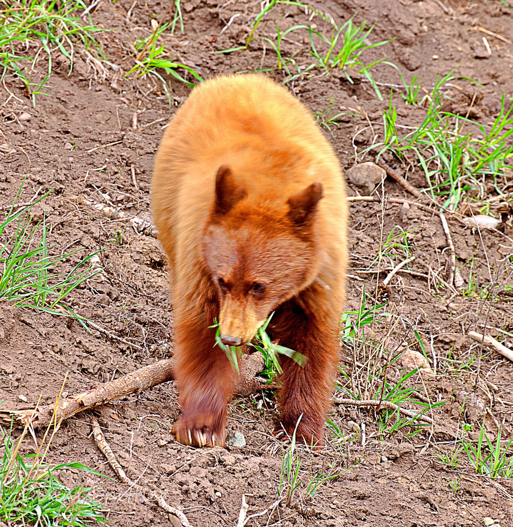 Eagle Coffee Mug - 11oz Wildlife Photography Design