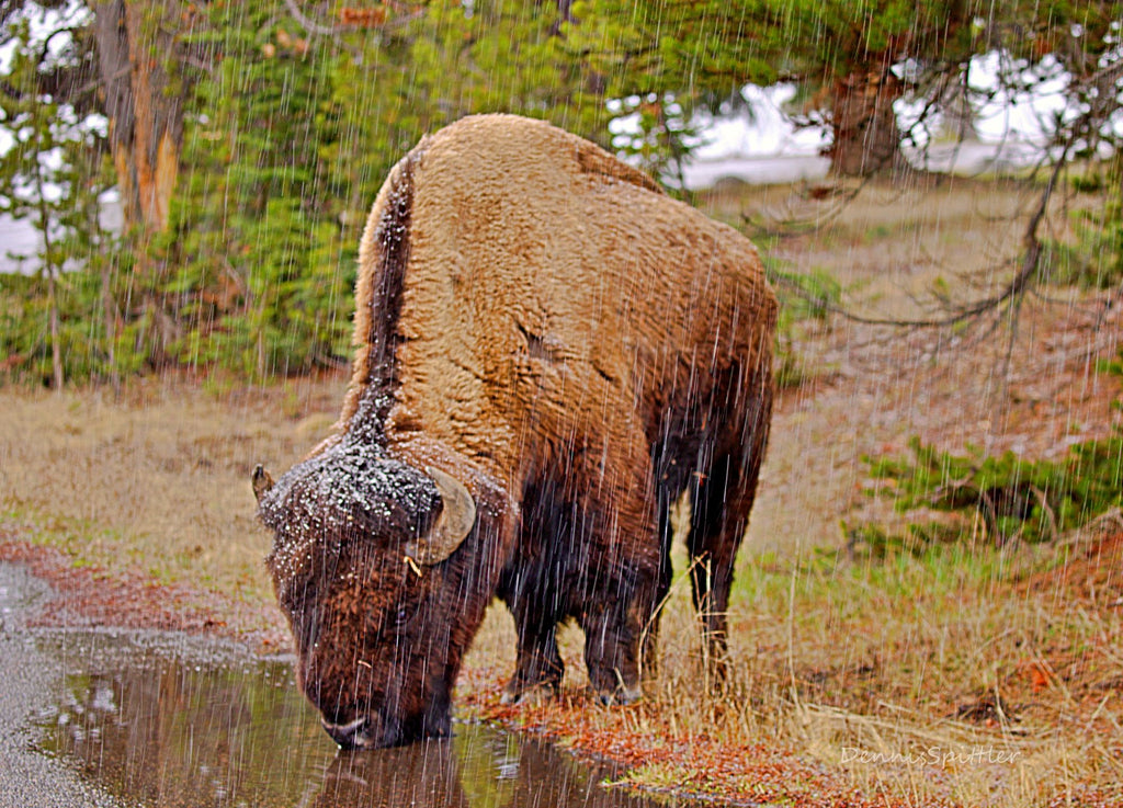 Wildlife Photography Greeting Cards - Blank Inside