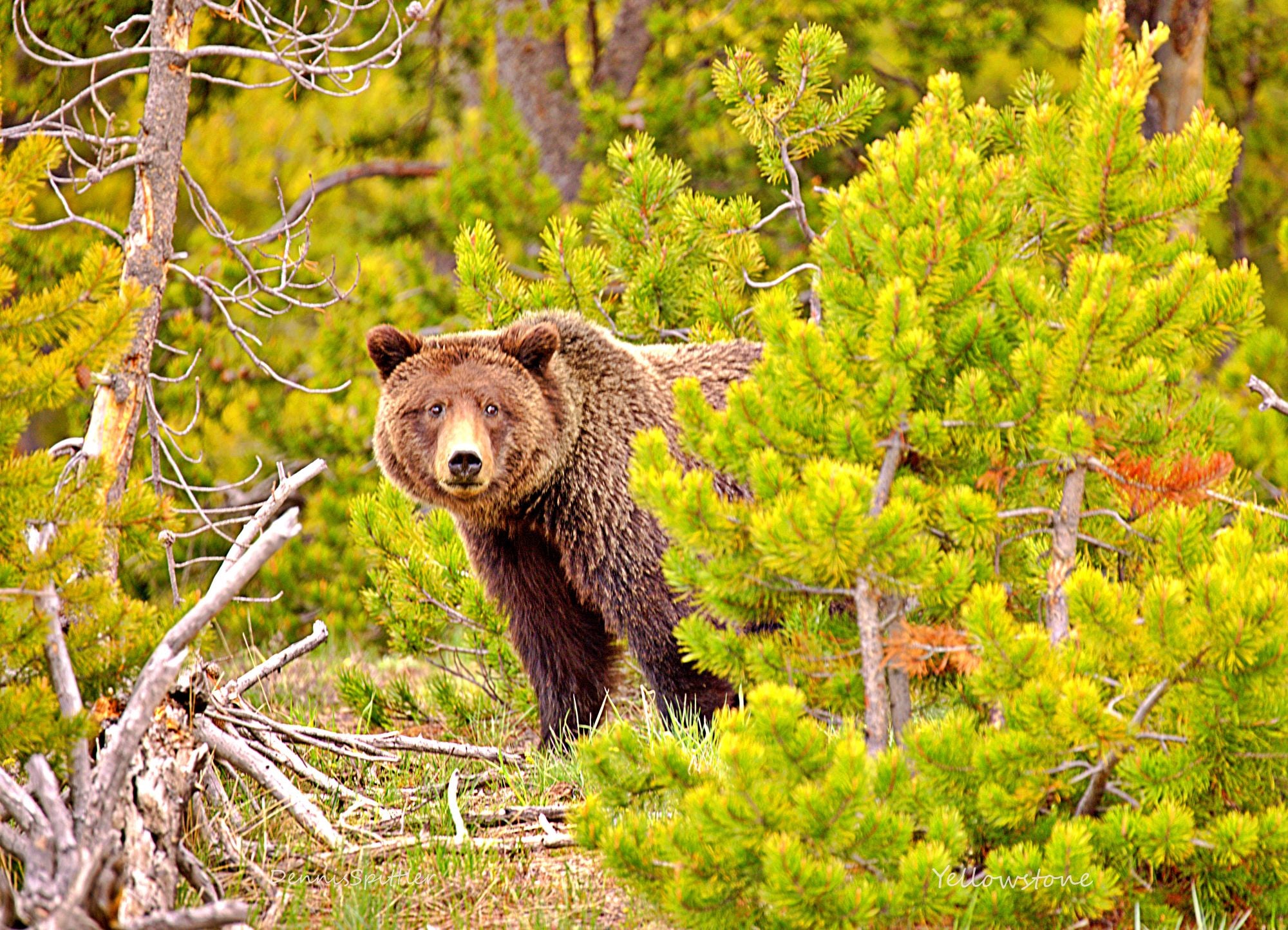 Wildlife Photography Greeting Cards - Blank Inside