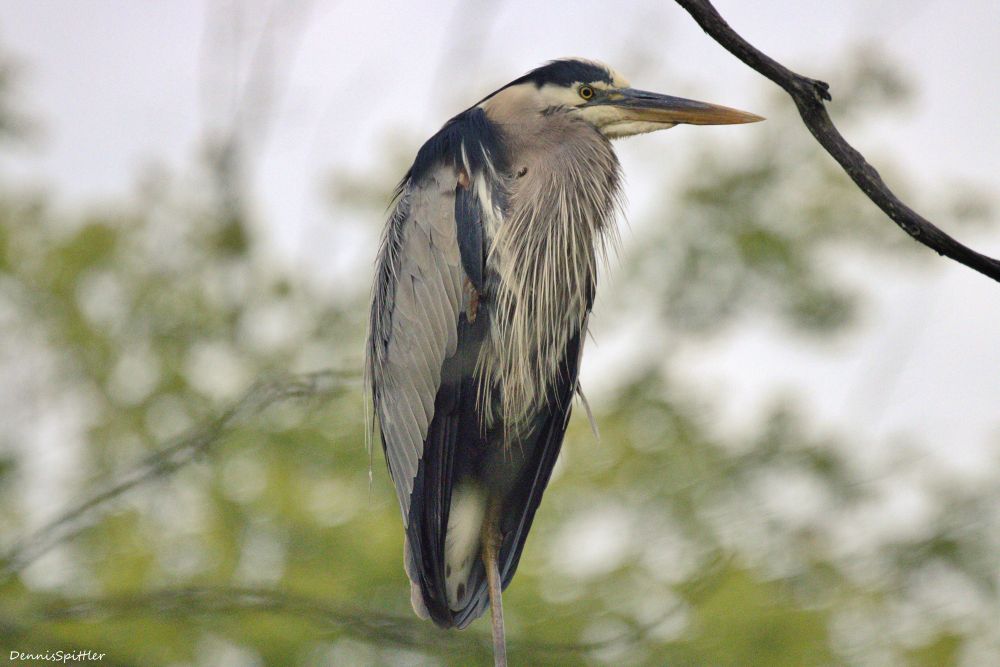 Green Heron Photography Print - Wildlife Wall Art