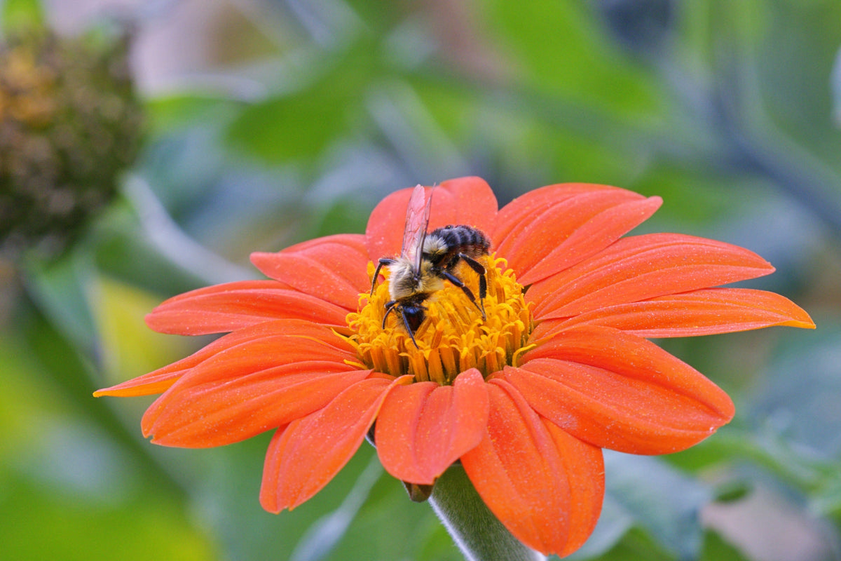 Bumblebee with wings spread on orange Mexican Sunflower macro nature photography print