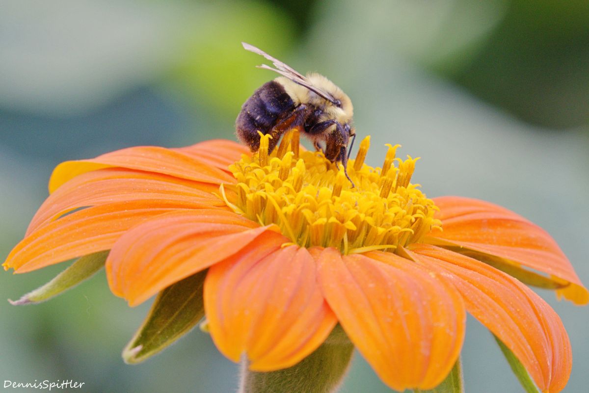 Bumble Bee on Mexican Sunflower Photography Print — Nature Wall Art