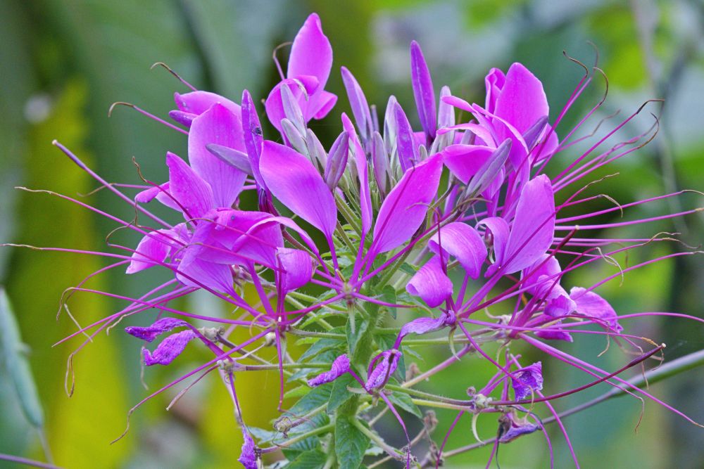 Cleome Spider Flower Photography Print — Bold Floral Wall Art