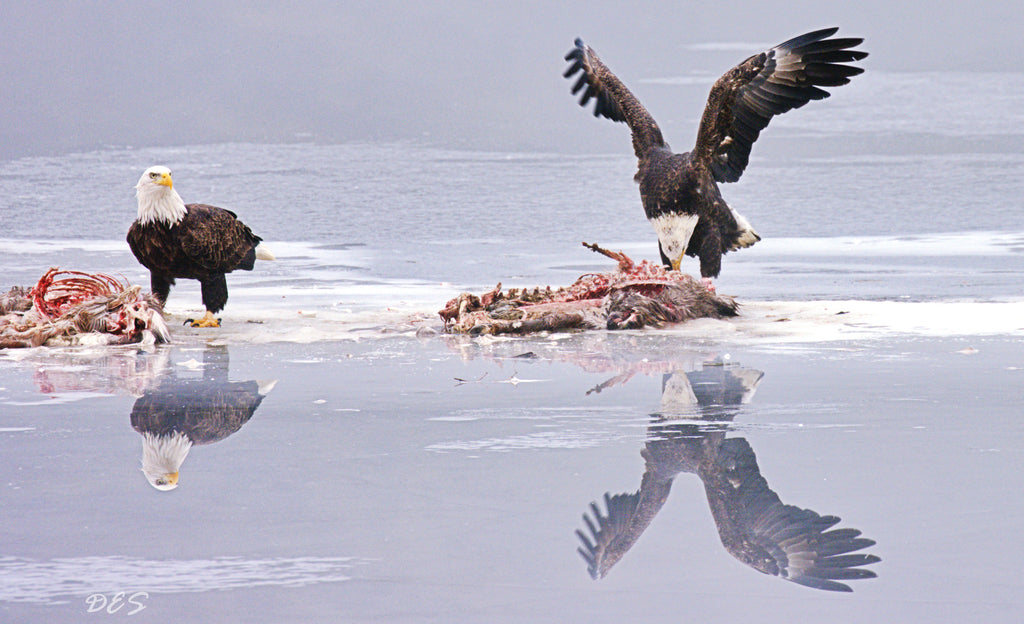 WILD LIFE PHOTOS