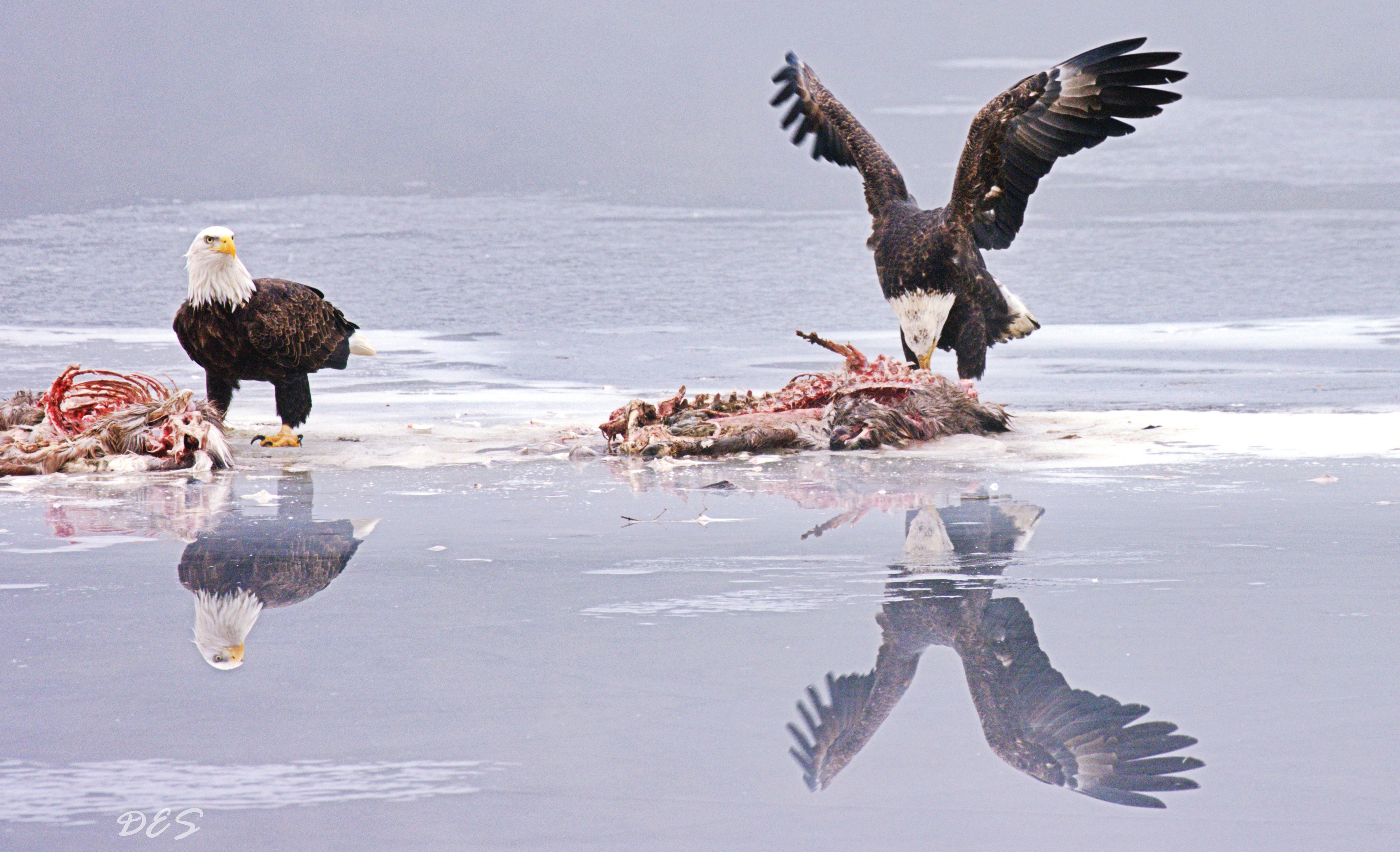 WILD LIFE PHOTOS