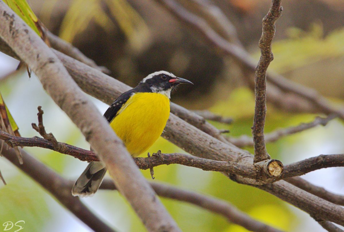 Bananaquit Bird Photography Print — Caribbean Wildlife Wall Art