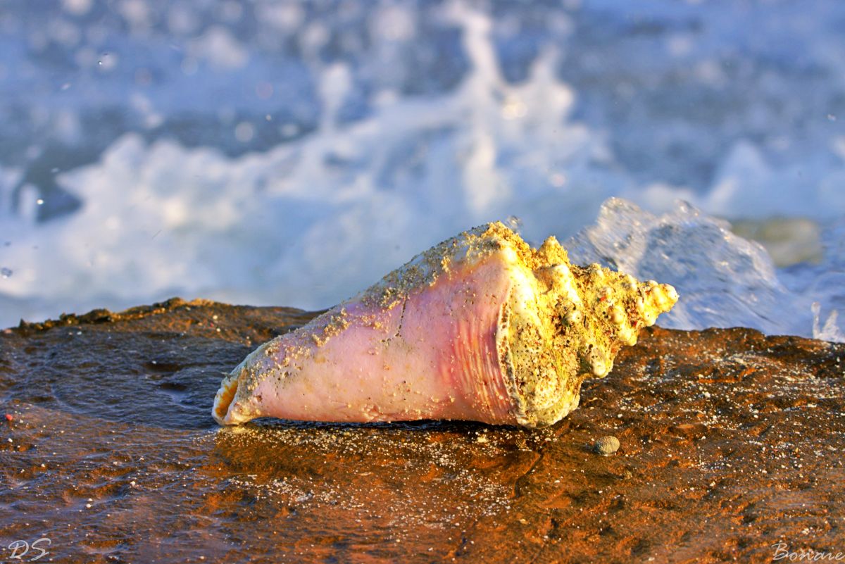Pink Conch Shell of Bonaire Photography Print — Tropical Coastal Wall Art