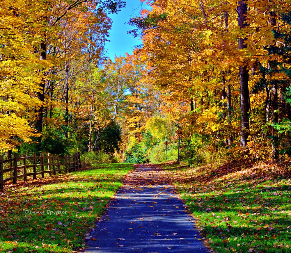 The Golden Path - Autumn Woodland Walk