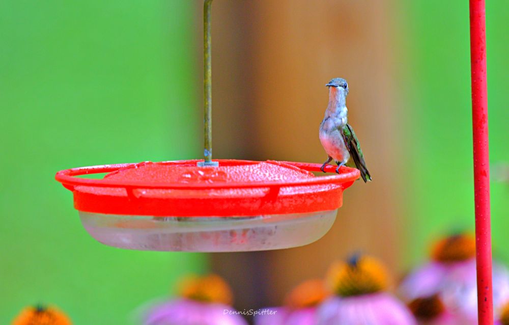 Hummingbird at Red Feeder Photography Print - Backyard Bird Art