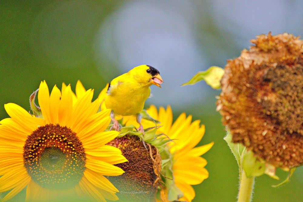 American Goldfinch on Sunflower Photography Print — Bird & Floral Wall Art