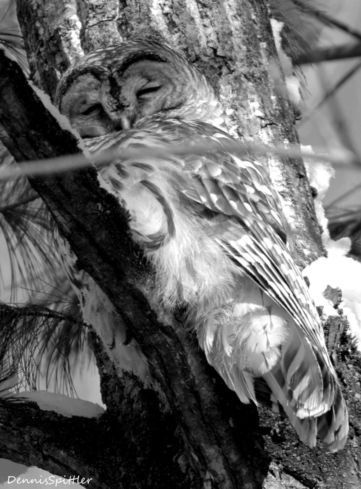 Sleeping Owl Black & White Photography Print — Dramatic Wildlife Wall Art