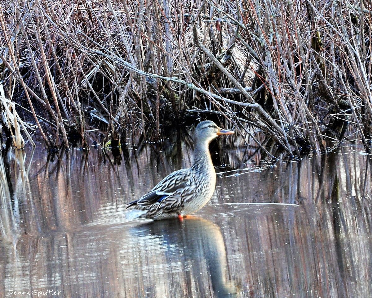 Solitude — Female Mallard in the Marsh Fine Art Wildlife Photography Print