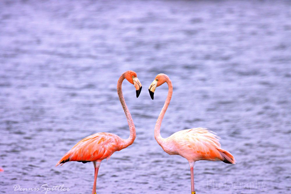 Flamingo Love Photography Print - Heart Shaped Necks Wall Art