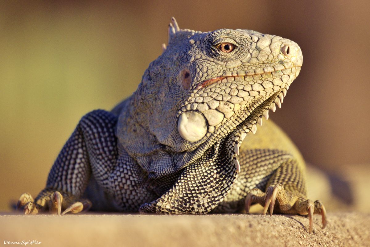 Bonaire Iguana Sunbathing - Caribbean Wildlife Photography Print