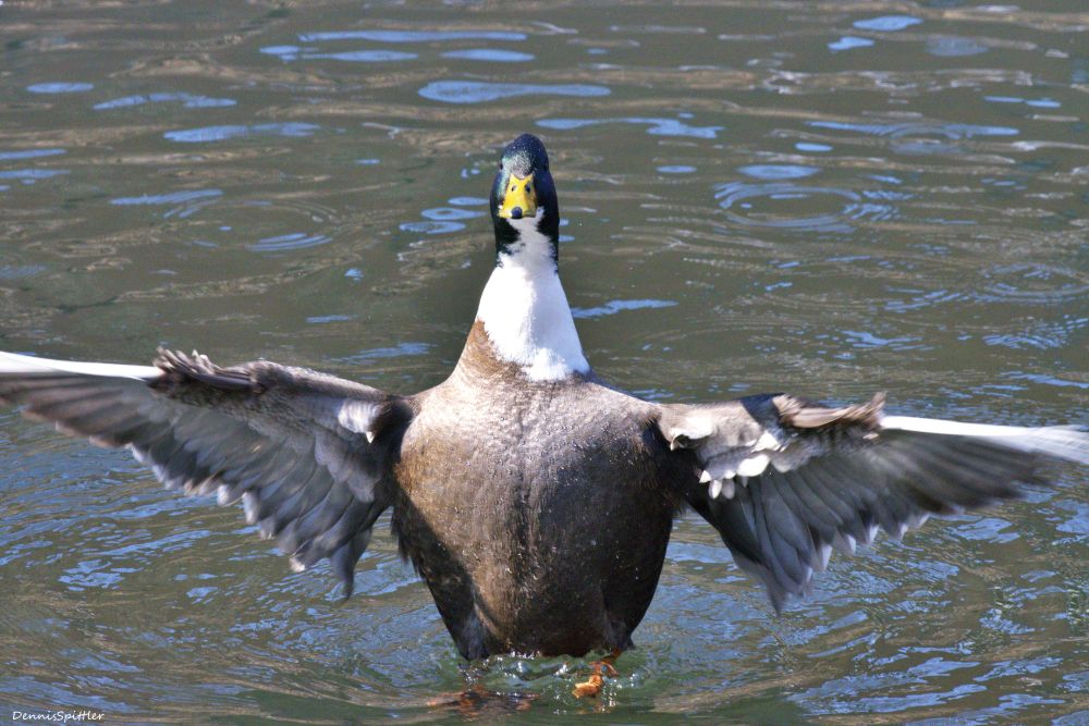 Canadian Goose Photography Print - Wings Spread Wildlife Art